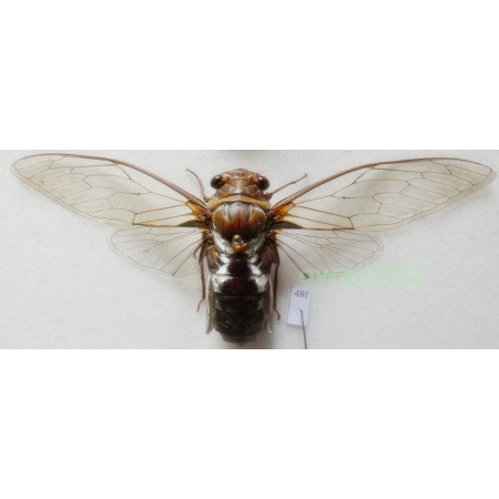 Marotrisia chantranei 124mm Thailand48f
